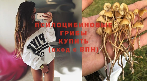 индика Новозыбков